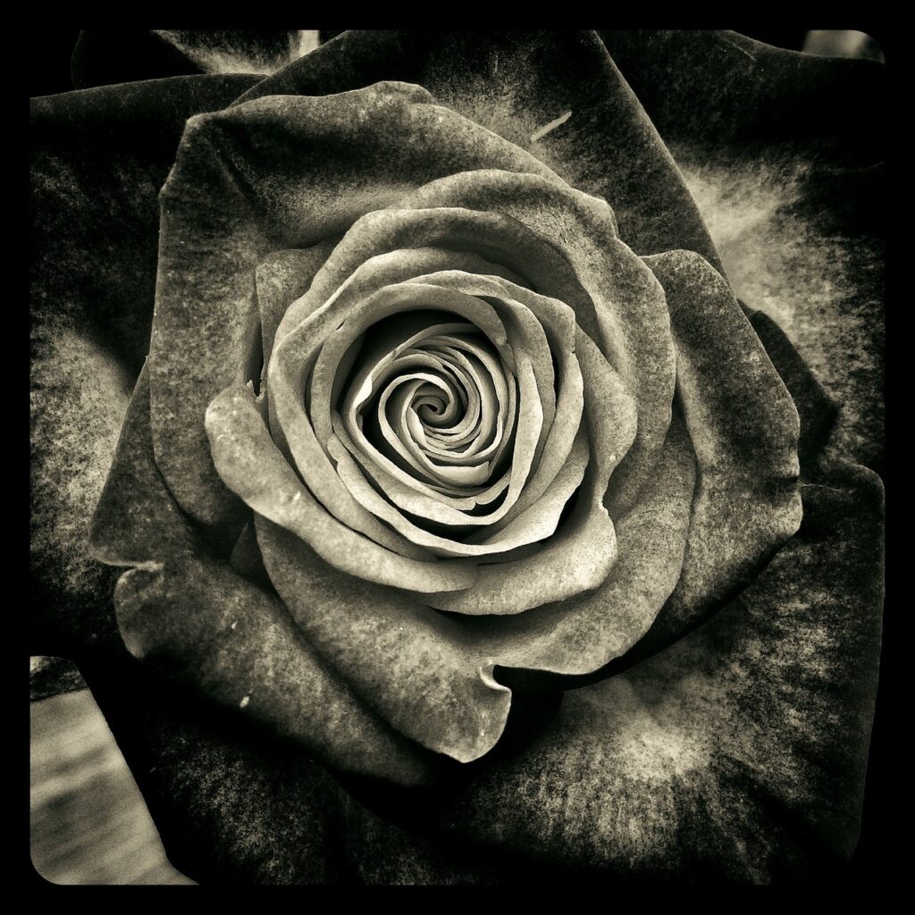 rose, flower, roses-123891.jpg